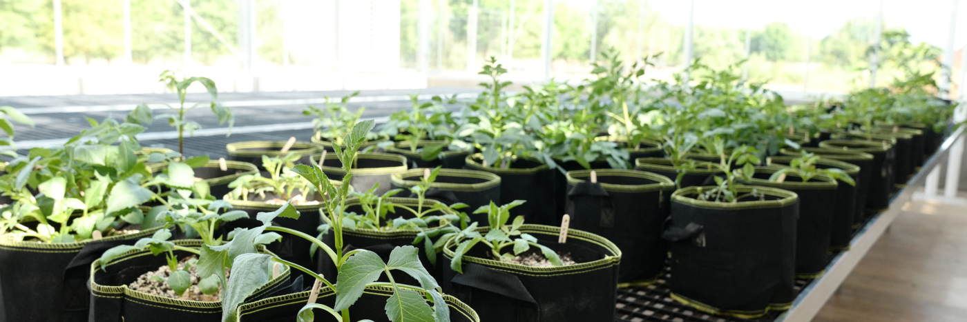 greenhouse banner